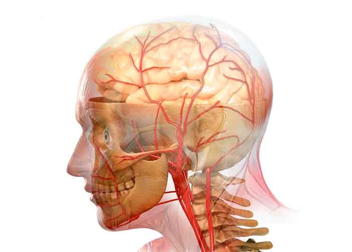 brain-vessels