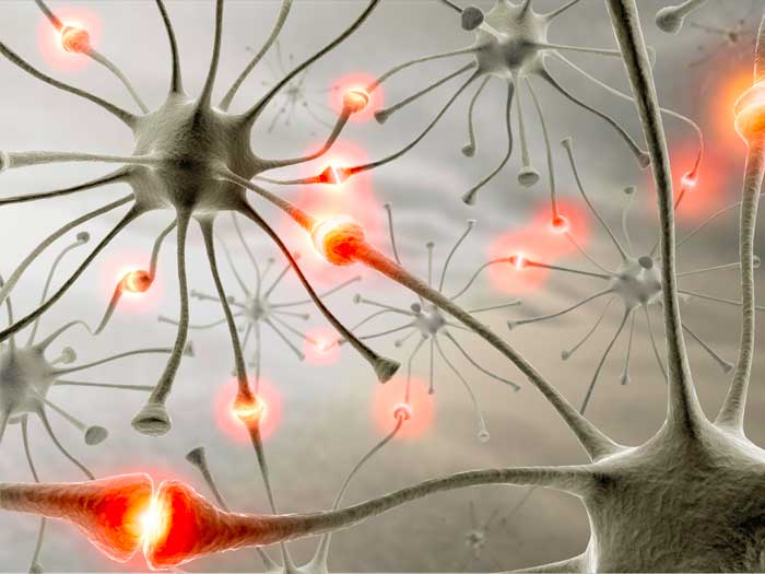 нейроны головного мозга
