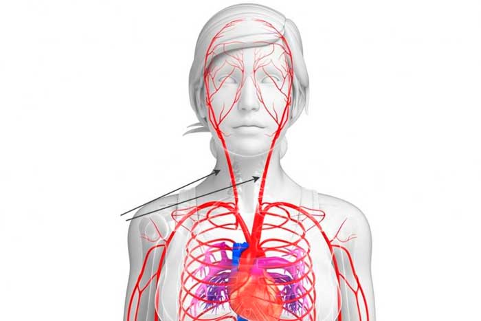 артерии человека